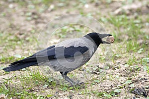 Hooded crow / Corvus corone cornix