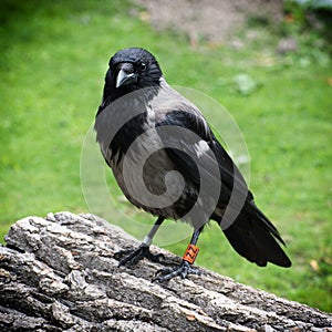 Hooded crow (Corvus corone cornix)