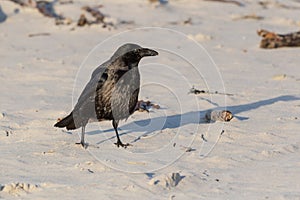 Hooded crow corvus corone cornix standing on sandy beach