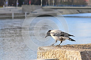 Hooded crow - Corvus corone Corvidae standing on the wall