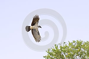 Hooded Crow in flight (Corvus cornix)