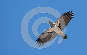Hooded Crow in flight with deep blue sky above photo