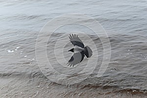 Hooded crow flying above see wings spread wide open