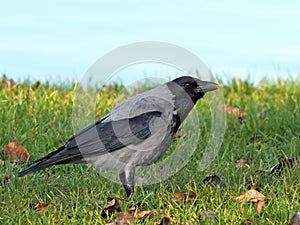 Hooded crow on the grass