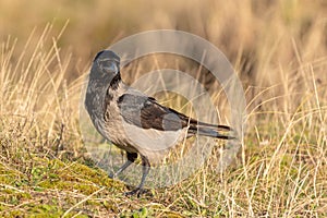 Hooded Crow on Ground