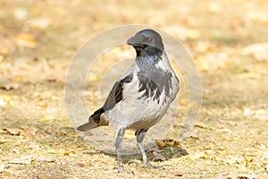 Hooded crow on the ground / Corvus cornix