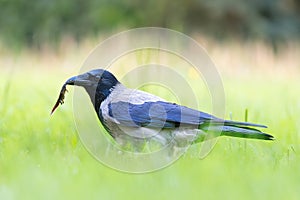 hooded crow hunting for newts