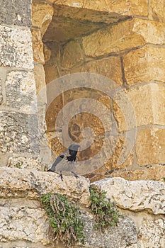 Hooded Crow on Inward Flare of Jerusalem Wall Loophole