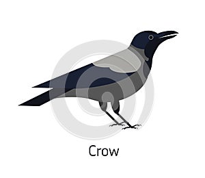 Hooded crow isolated on white background. Smart synanthrope bird with grey plumage. Funny wild avian species living in