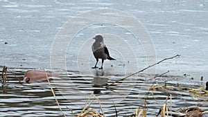 Hooded crow jumping on the ice of a frozen river and want something to steal from ducks