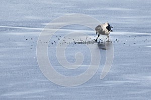 Hooded crow looking for food on ice of frozen lake