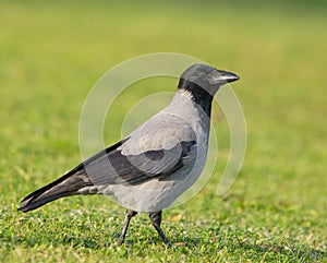 Hooded Crow on a meadow