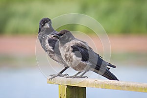 Hooded crow pair on a wooden hand rail