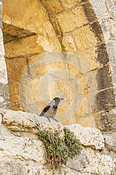 Hooded Crow Perched on Inward Flare of Jerusalem Wall Loophole