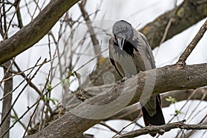Hooded crow perching