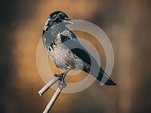 Hooded crow portrait