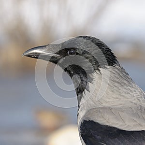 Hooded Crow in Profile Closeup