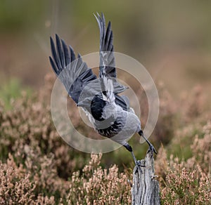 Hooded crow with raised wings taking off from its post