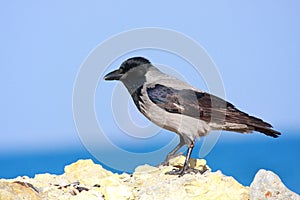 Hooded Crow on rock