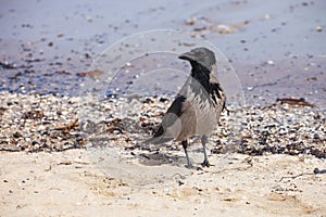 Hooded crow