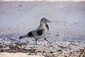 Hooded crow