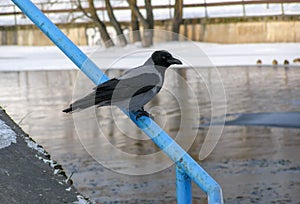 Hooded crow sits on the railing