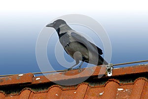 A hooded crow sits on the roof of the house and carefully observes the surroundings