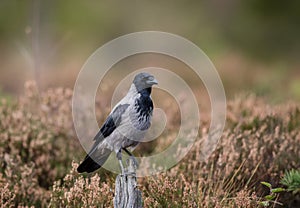 Hooded crow sitting on stump tree with autumn color background
