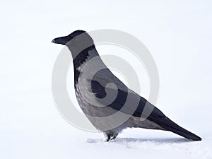 Hooded crow in snow