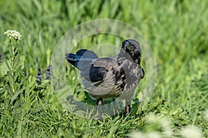 Hooded crow standing on field