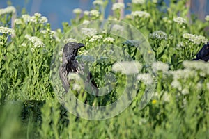 Hooded crow standing on field