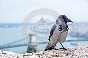 Hooded crow standing in front of Hungarian Budapest