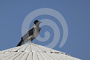 Hooded crow standing on the roof