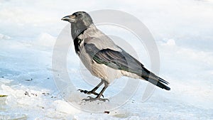 a hooded crow stands on the ice on a river in winter