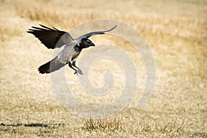 Hooded Crow about to land on faded grass.