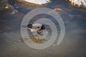 Hooded crow walking on melting ice