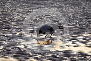 Hooded crow walking on the ripples of sand on frozen beach of Baltic sea at sunset