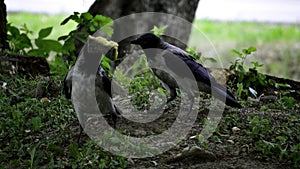 The hooded crown (corvus cornix) holds an old sponge thinkin that it can be useful