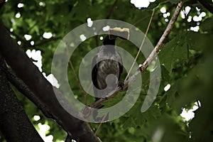 The hooded crown (corvus cornix) holds an old sponge thinkin that it can be useful