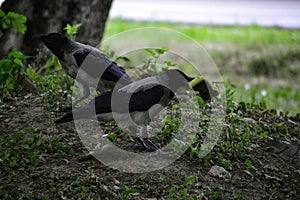 The hooded crown (corvus cornix) holds an old sponge thinkin that it can be useful