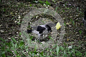 The hooded crown (corvus cornix) researches an old sponge