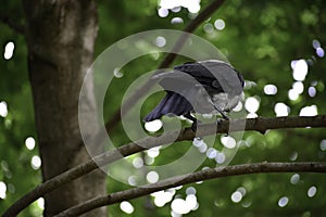 The hooded crown corvus cornix sits on a branch and looks around