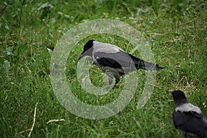 The hooded crown corvus cornix stands on ground and looks for some food