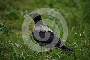 The hooded crown (corvus cornix) stands on ground and looks for some food