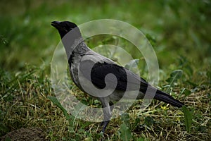 The hooded crown (corvus cornix) stands on ground and looks for some food