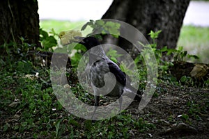 The hooded crown (corvus cornix) stands on ground and looks for some food