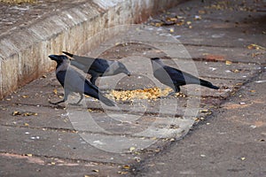 Hooded Crows Foraging by Mandovi River, Panaji, Goa, India