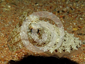 Hooded Cuttlefish Sepia prashadi.