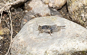 Hooded Grouse Locust Paratettix cucullatus Pygmy Grasshopper Perched on a Rock in Northern Colorado