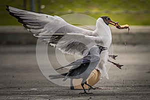 Hooded gull steals food